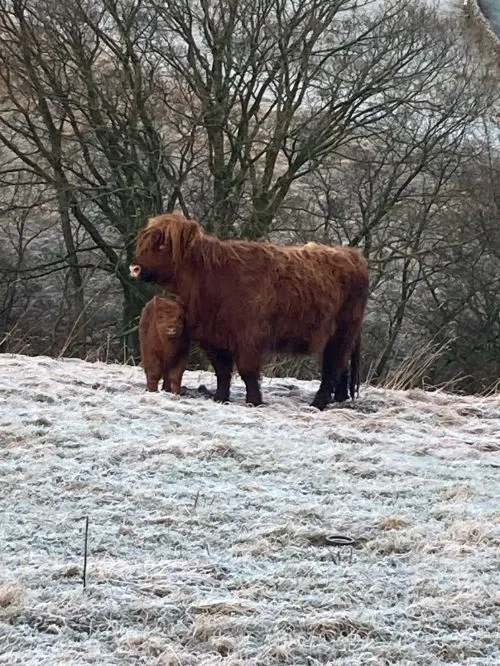 cow and calf ina snowy field