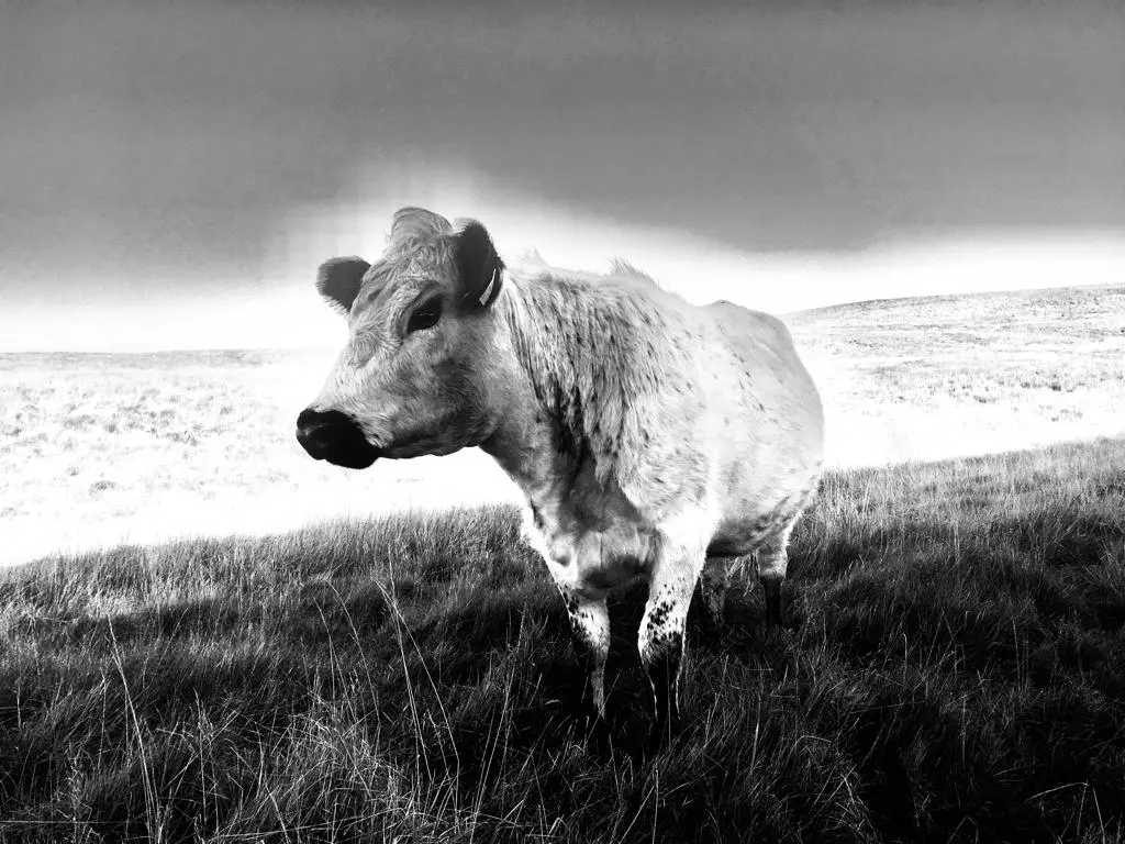 cow in black and white