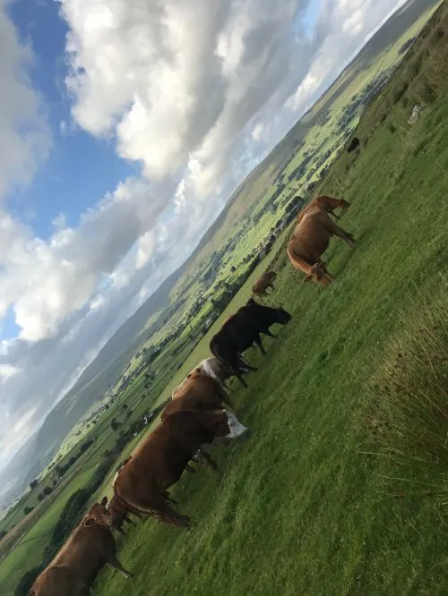 cows in fields
